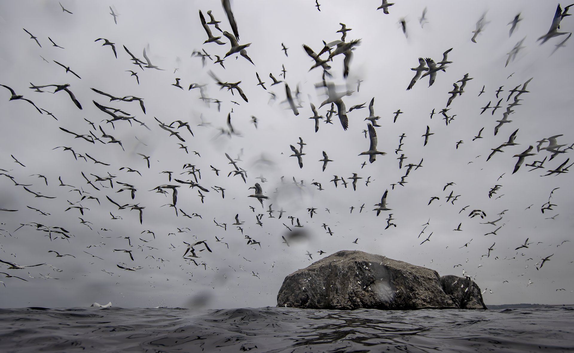 Northern gannets in the water at Bass Rock